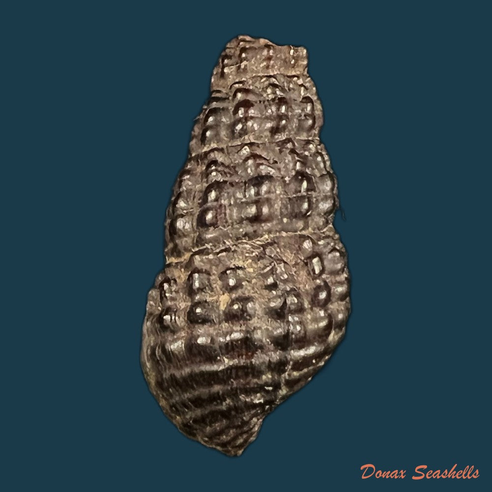 doryssa-kappleri-vernhout-1914-23-1mm-copia