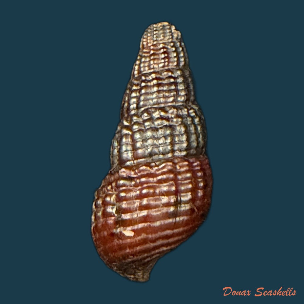 doryssa-macapa-j-moricand-1856-36mm-copia
