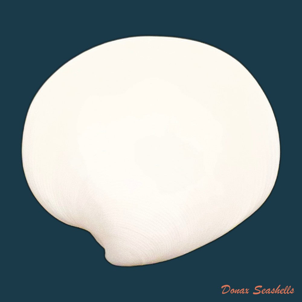 dosinia-discus-reeve-1850-41-8mm-copia