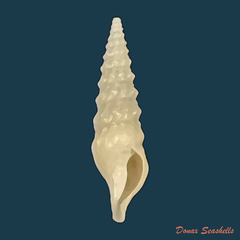 drillia-pyramidata-kiener-1839-17-1mm-copia