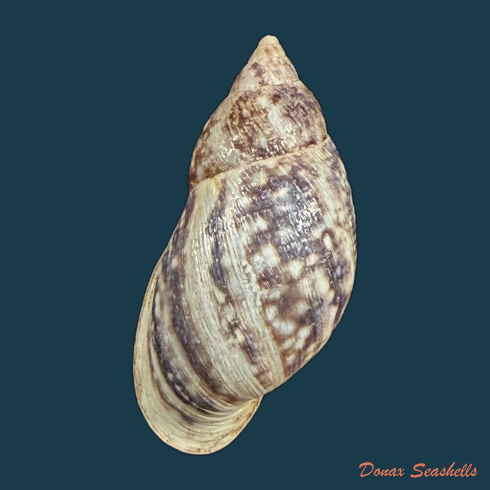 drymaeus-palassus-breure-1981-34-7mm-copia-1