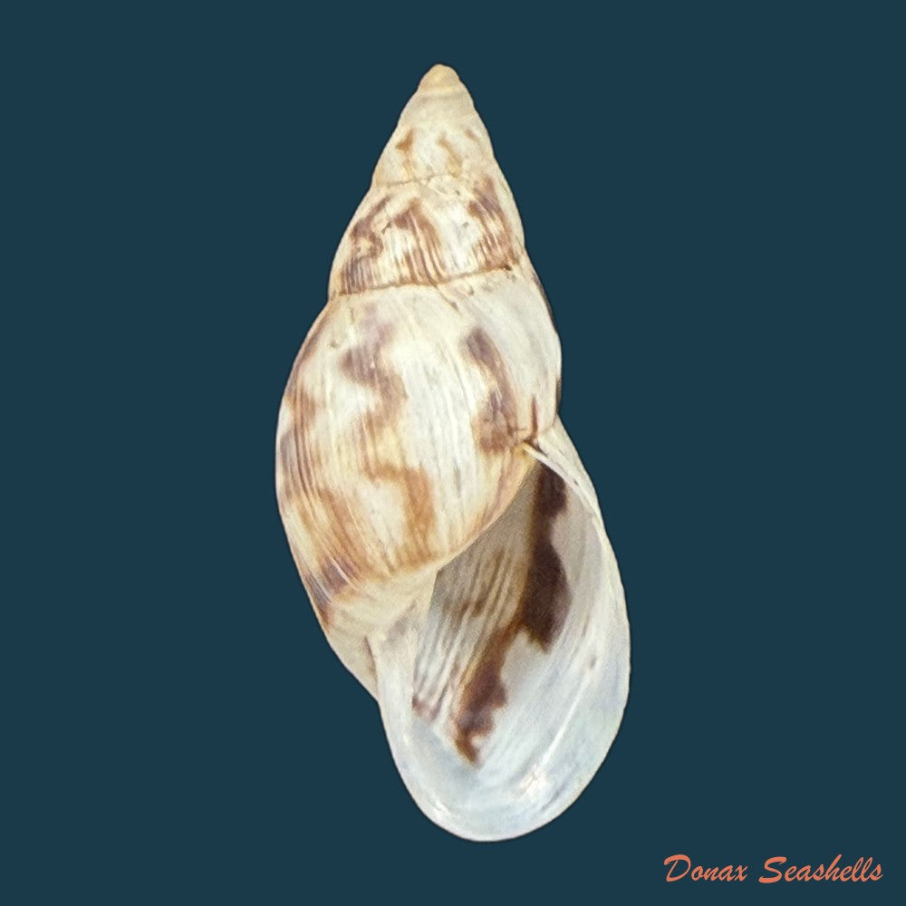 drymaeus-papyraceus-mawe-1823-28-5mm-copia
