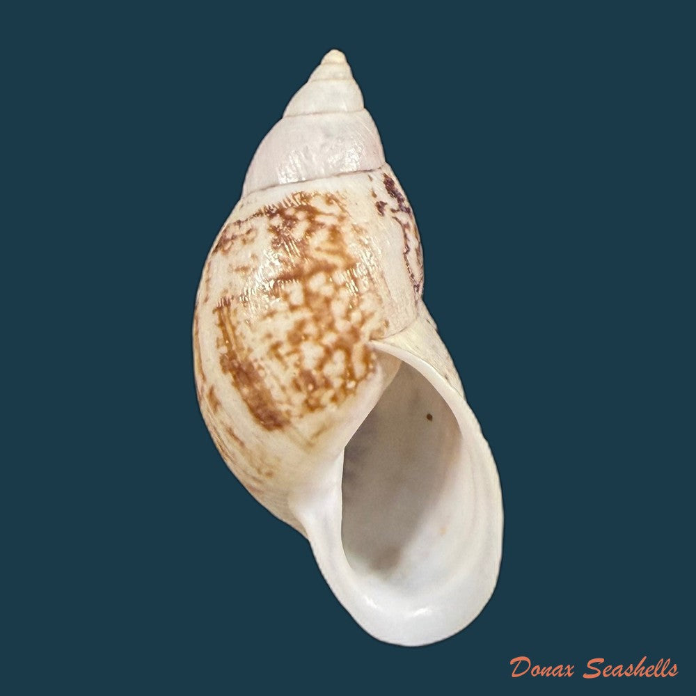 drymaeus-zoographicus-orbigny-1835-35-3mm-copia