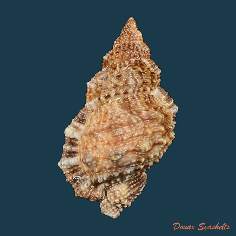 dulcerana-cubaniana-a-dorbigny-1847-29-9mm-copia-1