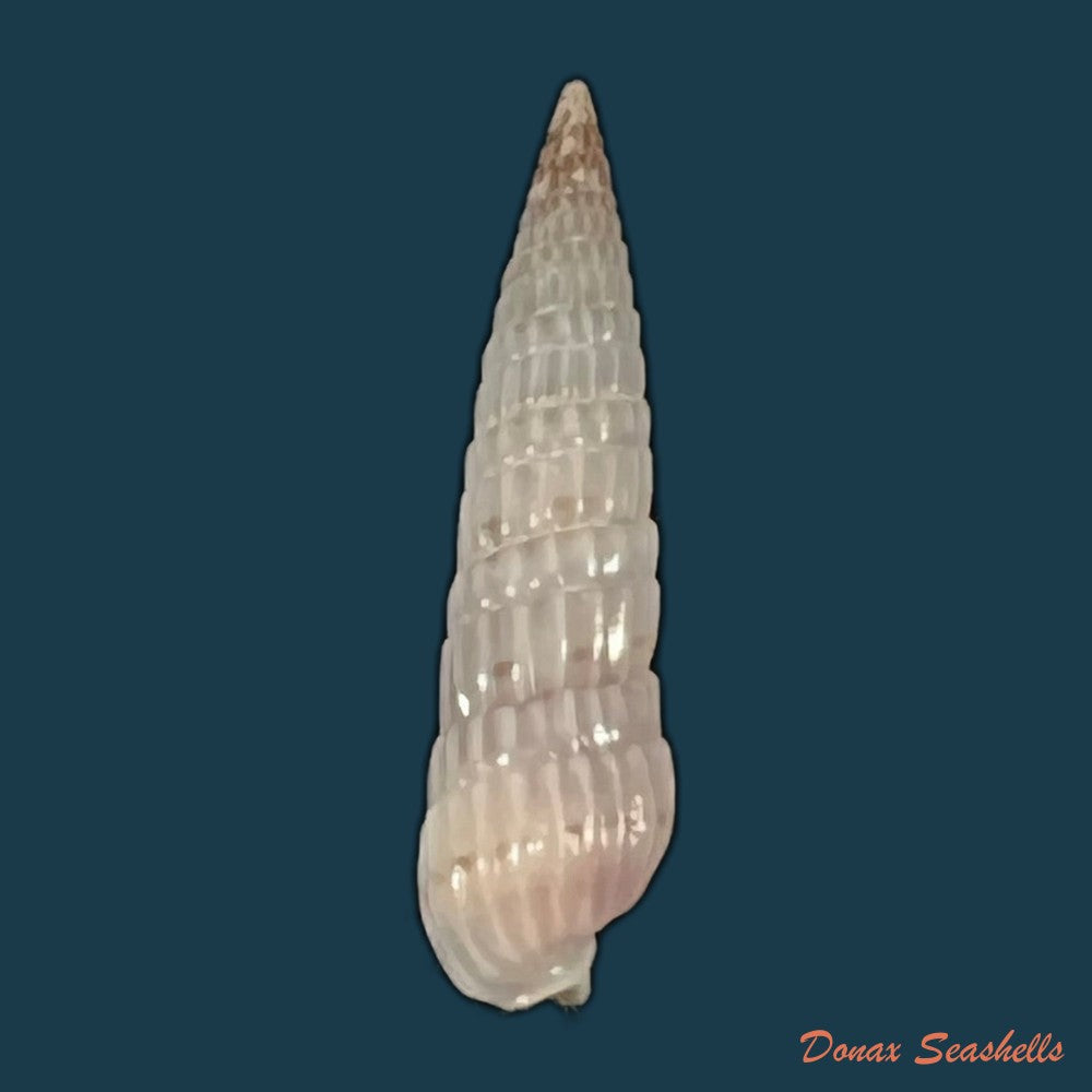 duplicaria-morbida-reeve-1860-16-3mm-copia