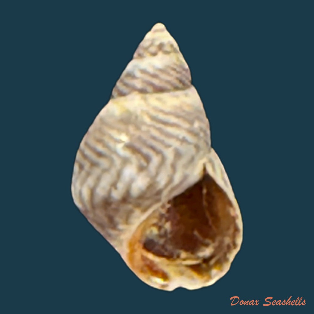 echinolittorina-ziczac-gmelin-1791-12-4mm-copia
