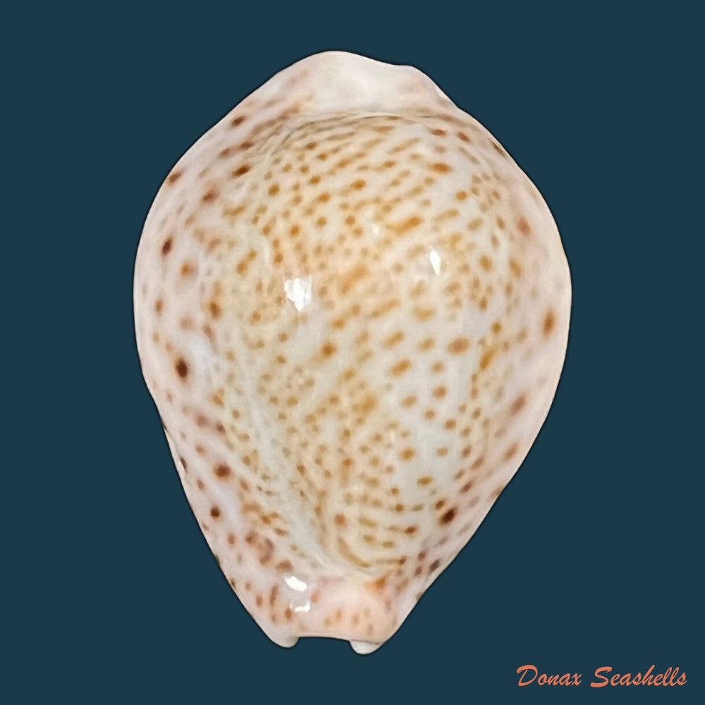 erosaria-acicularis-gmelin-1791-24-8mm-copia