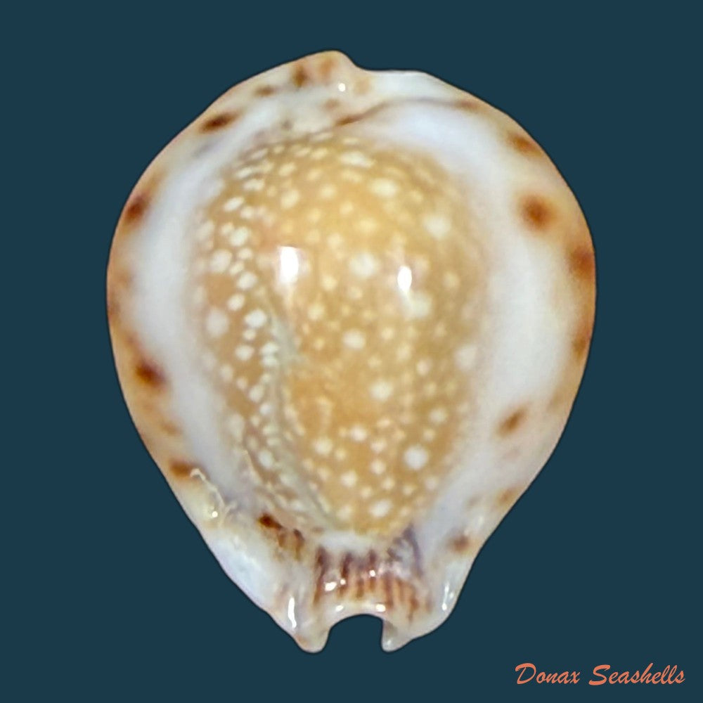 erosaria-lamarckii-redimita-melvill-1888-25-4mm-copia