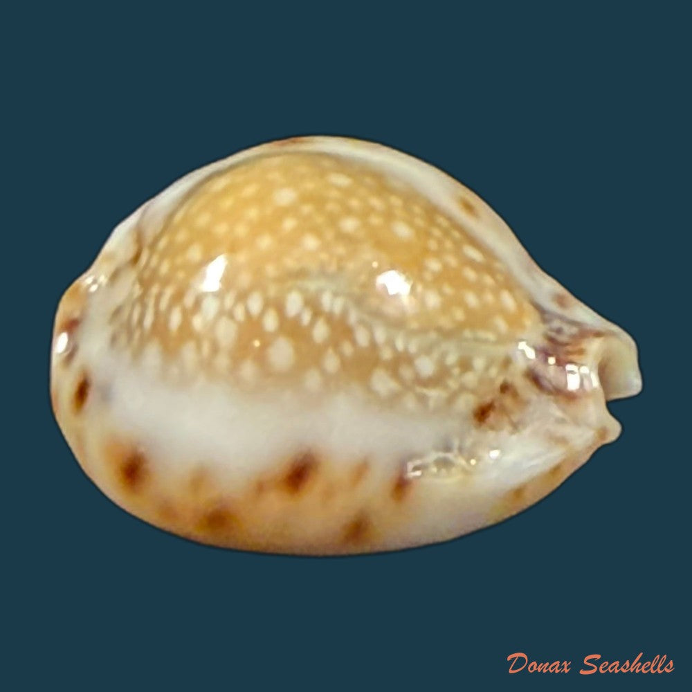 erosaria-lamarckii-redimita-melvill-1888-25-4mm-copia