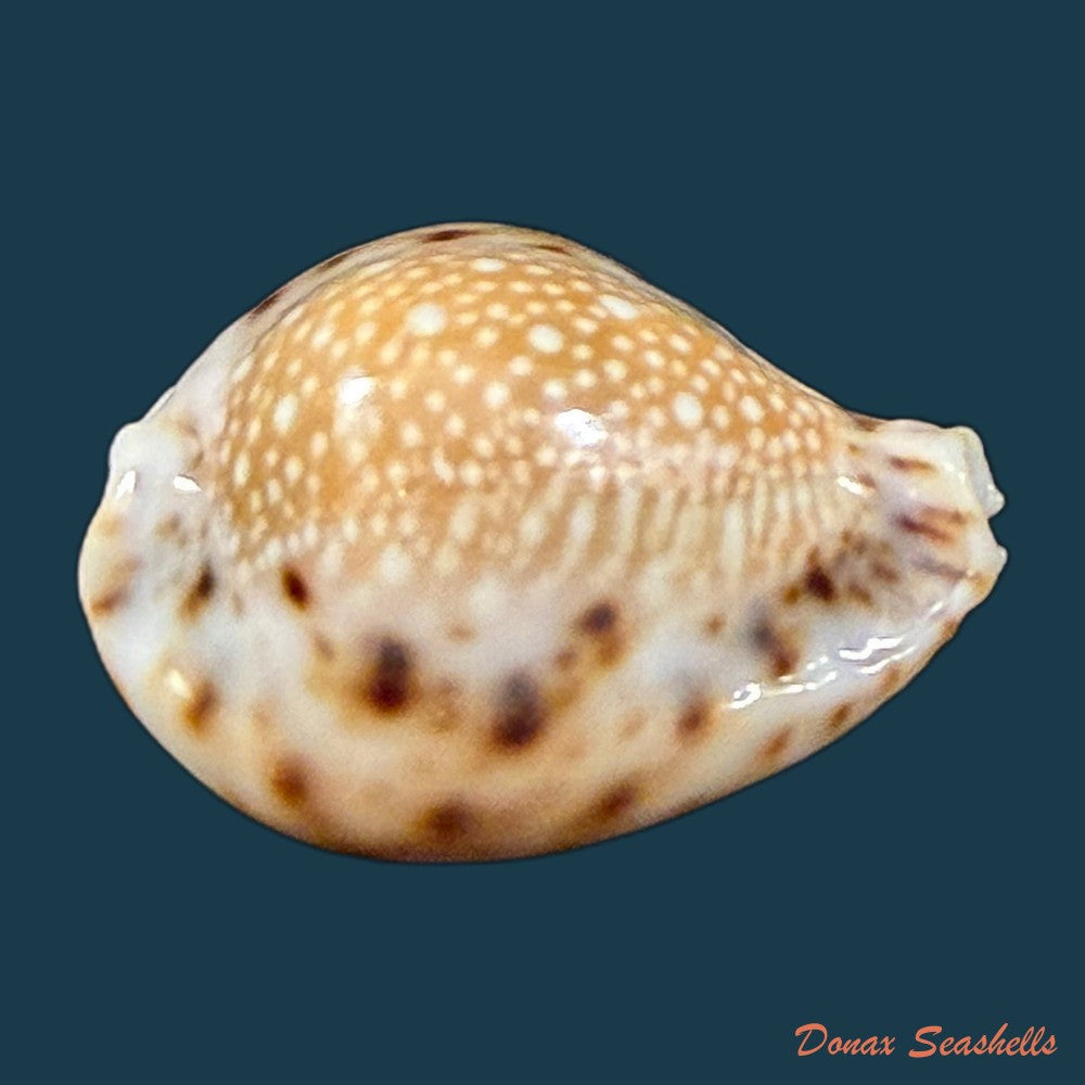 erosaria-lamarckii-redimita-melvill-1888-27-2mm-copia