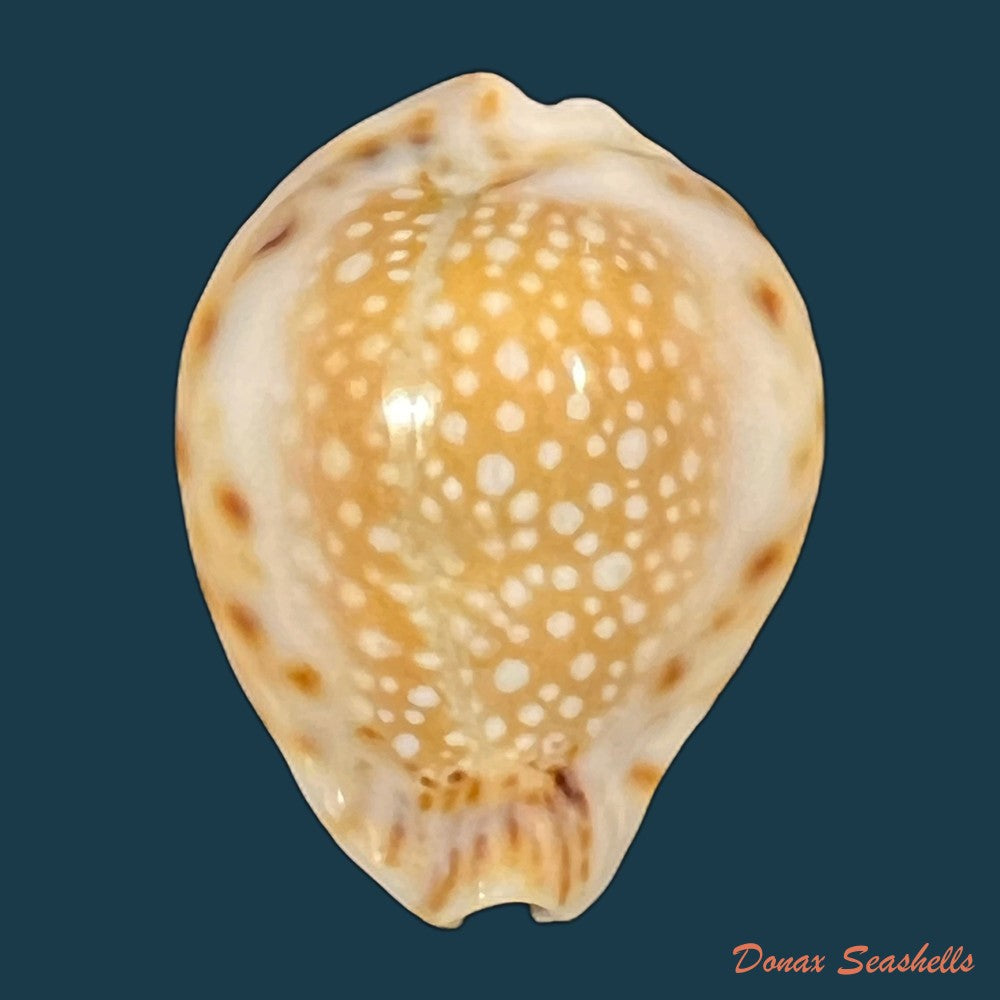 erosaria-lamarckii-redimita-melvill-1888-29-8mm-copia-1