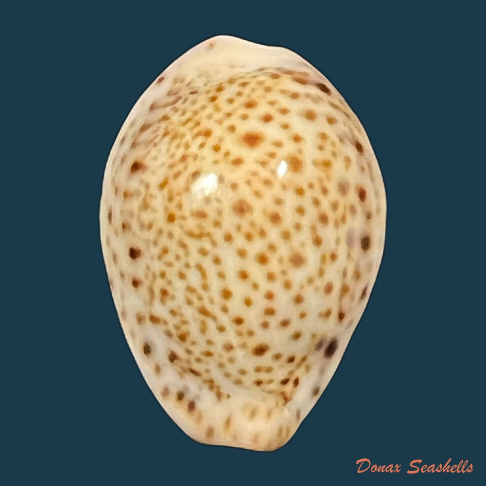 erosaria-lamarckii-redimita-melvill-1888-29-8mm-copia