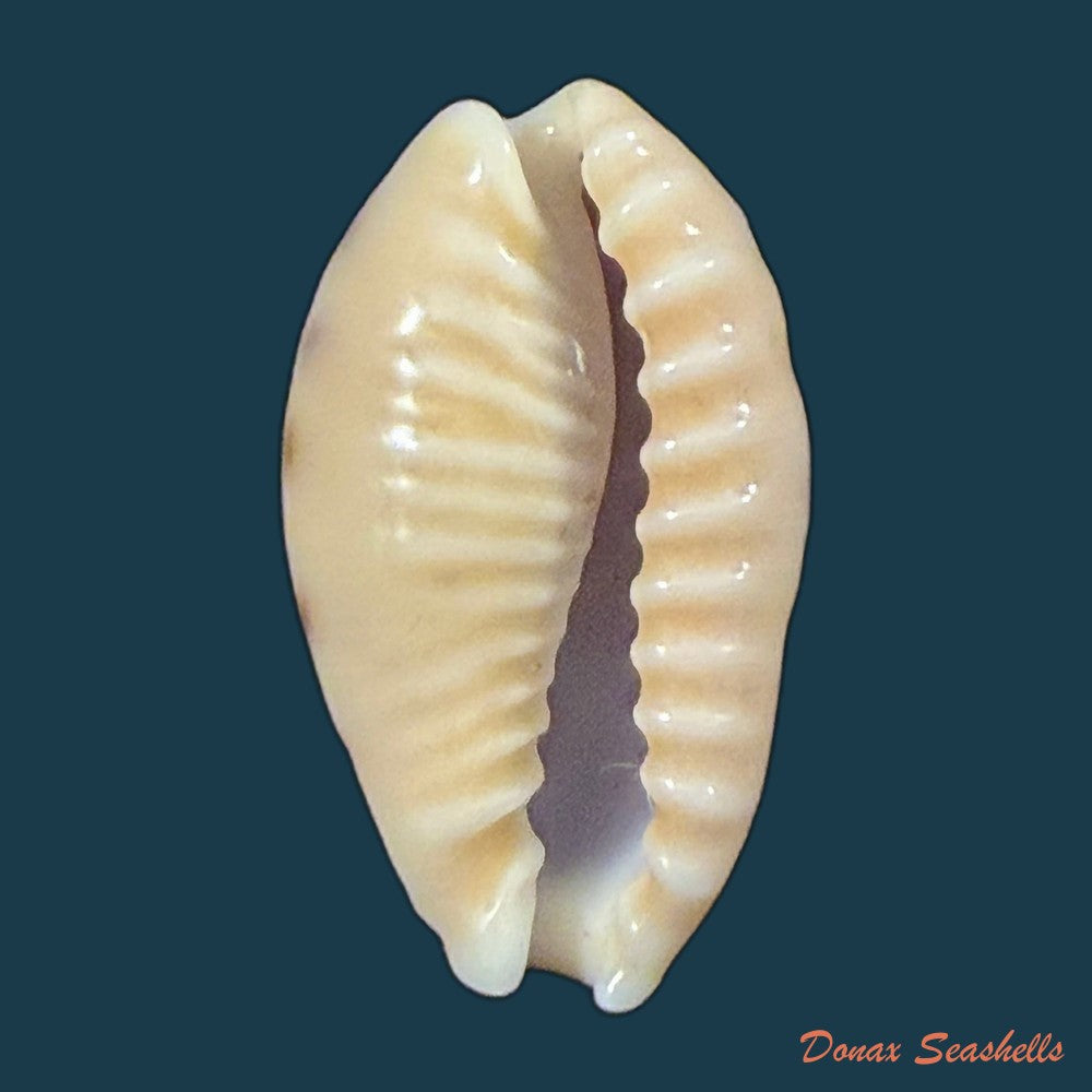 erronea-caurica-linnaeus-1758-26-6mm-copia