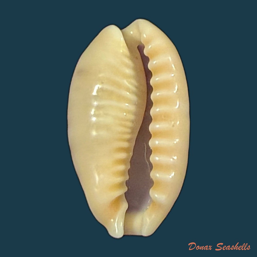 erronea-caurica-linnaeus-1758-46-5mm-copia