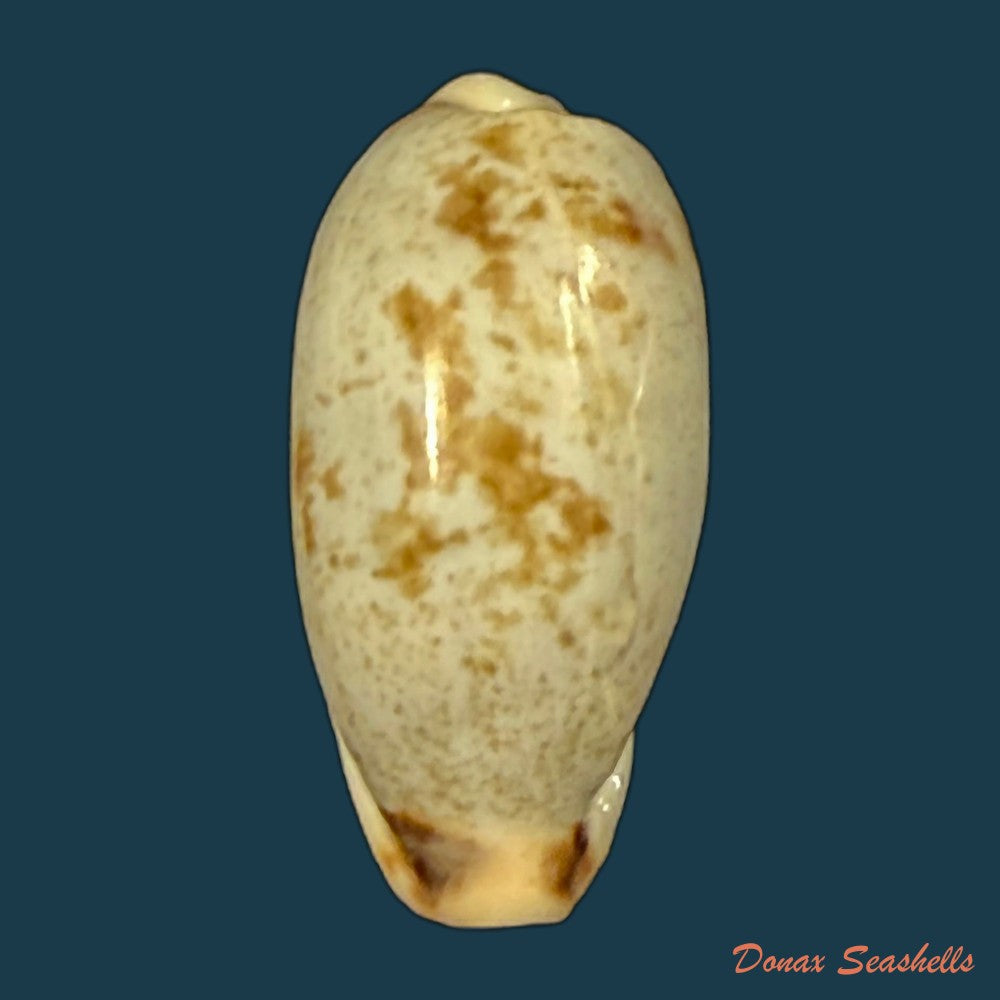 erronea-cylindrica-born-1778-27-5mm-copia