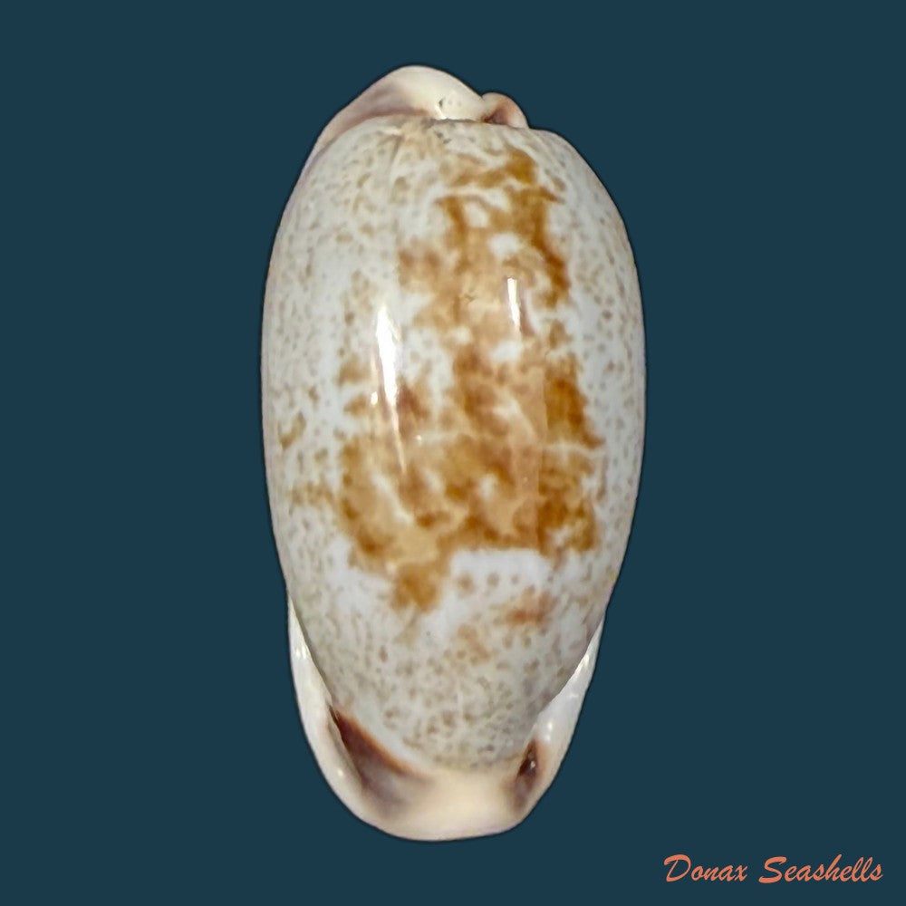 erronea-cylindrica-born-1778-30-1mm-copia