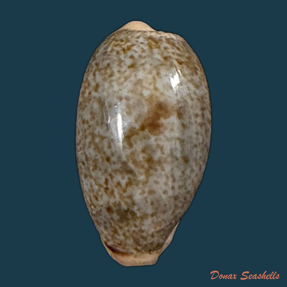 erronea-errones-linnaeus-1758-24mm-copia