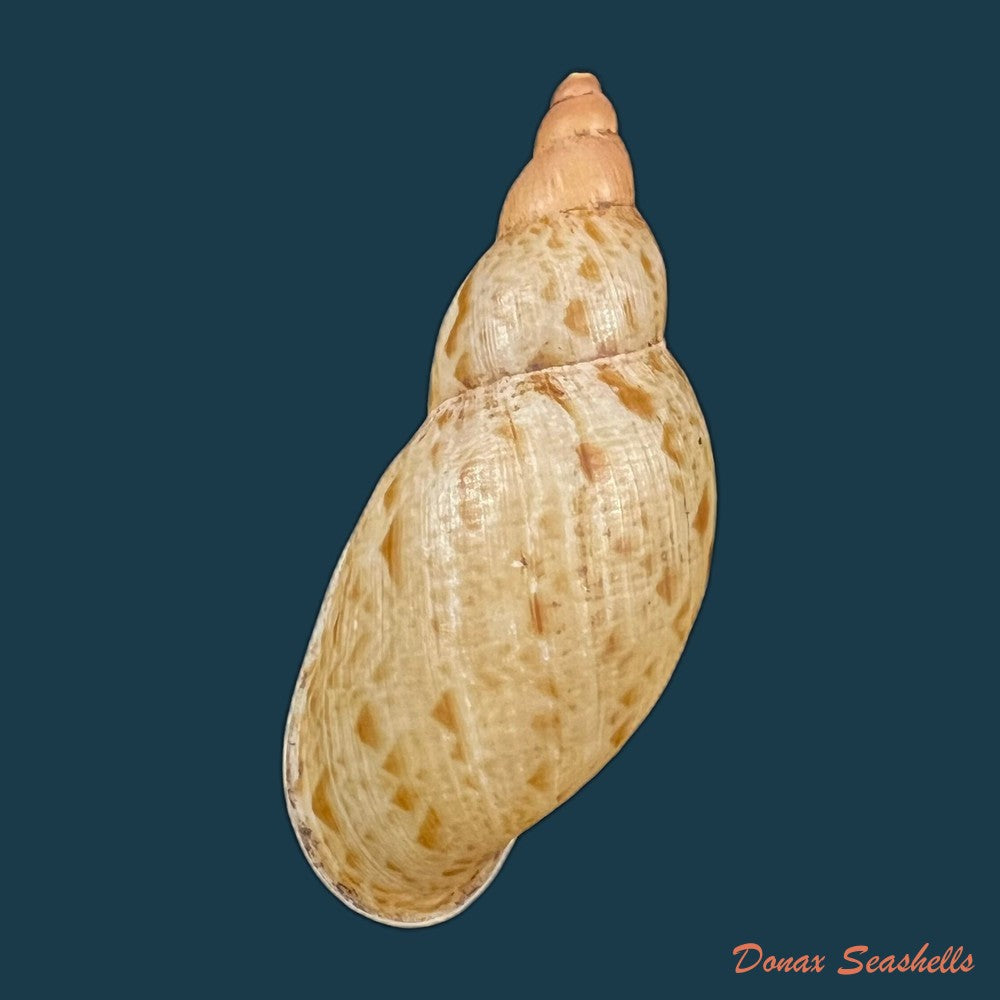 eumecostylus-hargravesi-j-c-cox-1871-54-6mm-copia