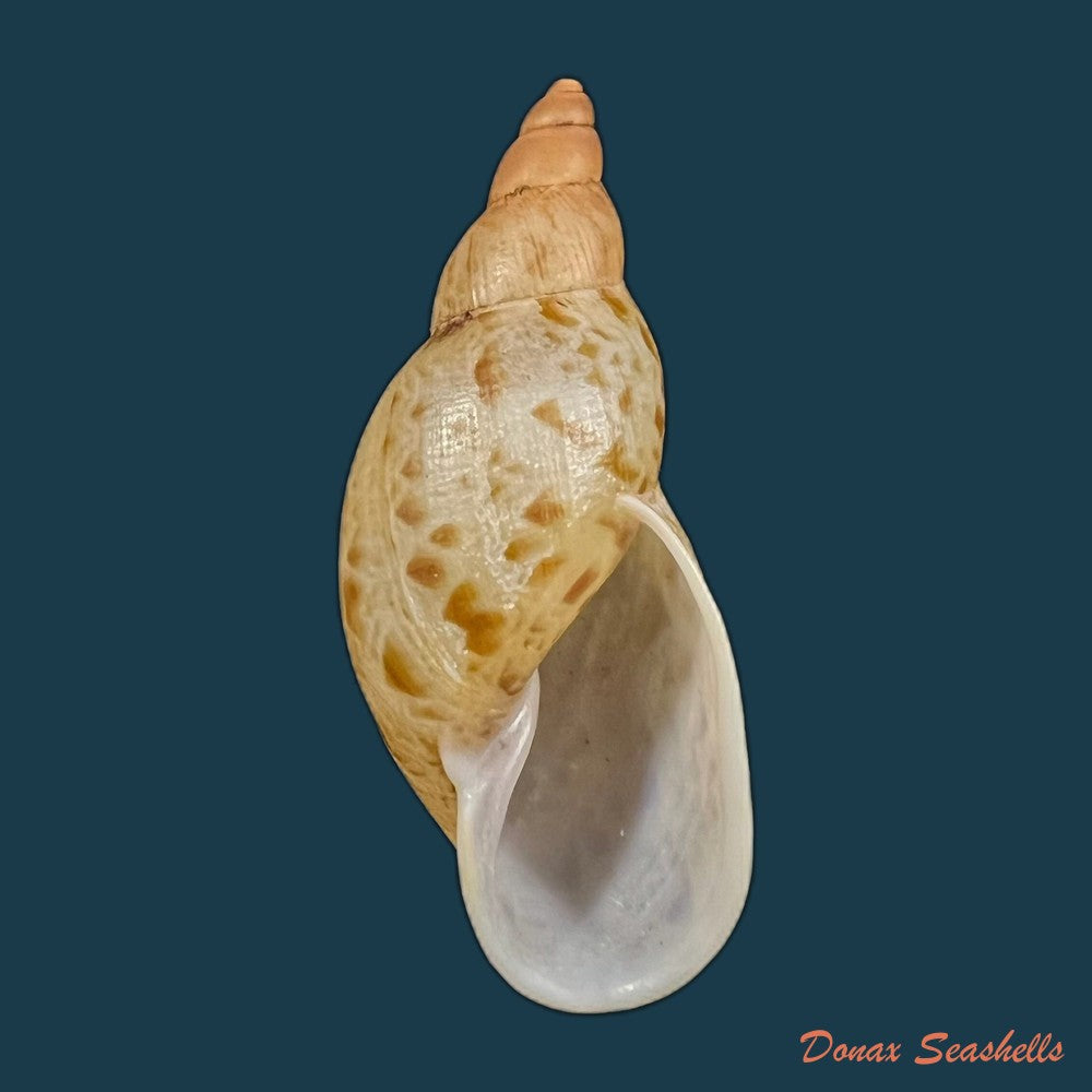 eumecostylus-hargravesi-j-c-cox-1871-54-6mm-copia