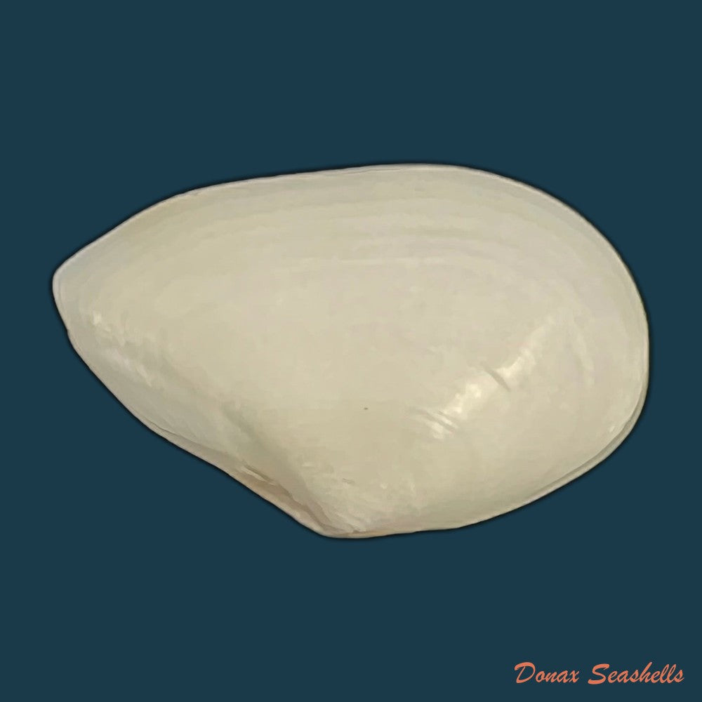 eurytellina-lineata-w-turton-1819-25-2mm-copia
