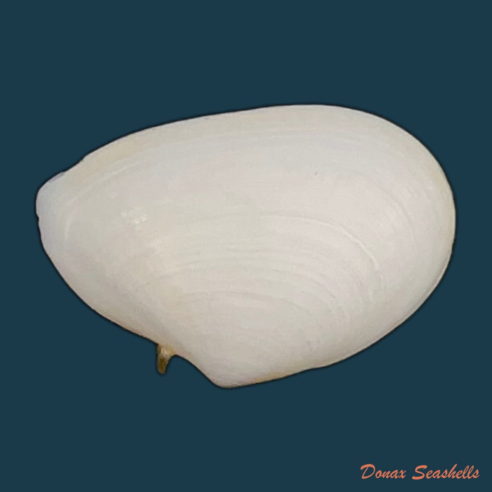 eurytellina-lineata-w-turton-1819-25-5mm-copia