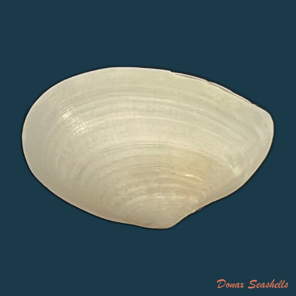 eurytellina-lineata-w-turton-1819-25-8mm-copia