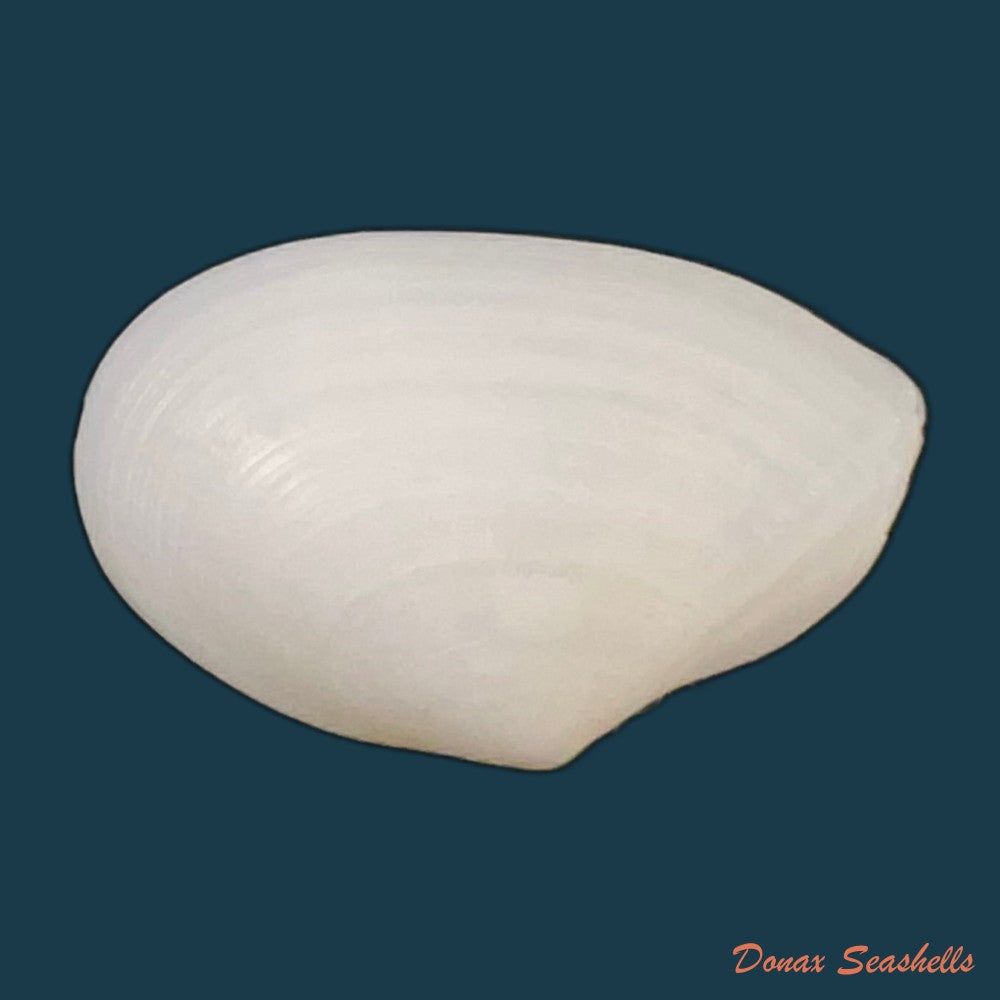 eurytellina-lineata-w-turton-1819-26-2mm-copia
