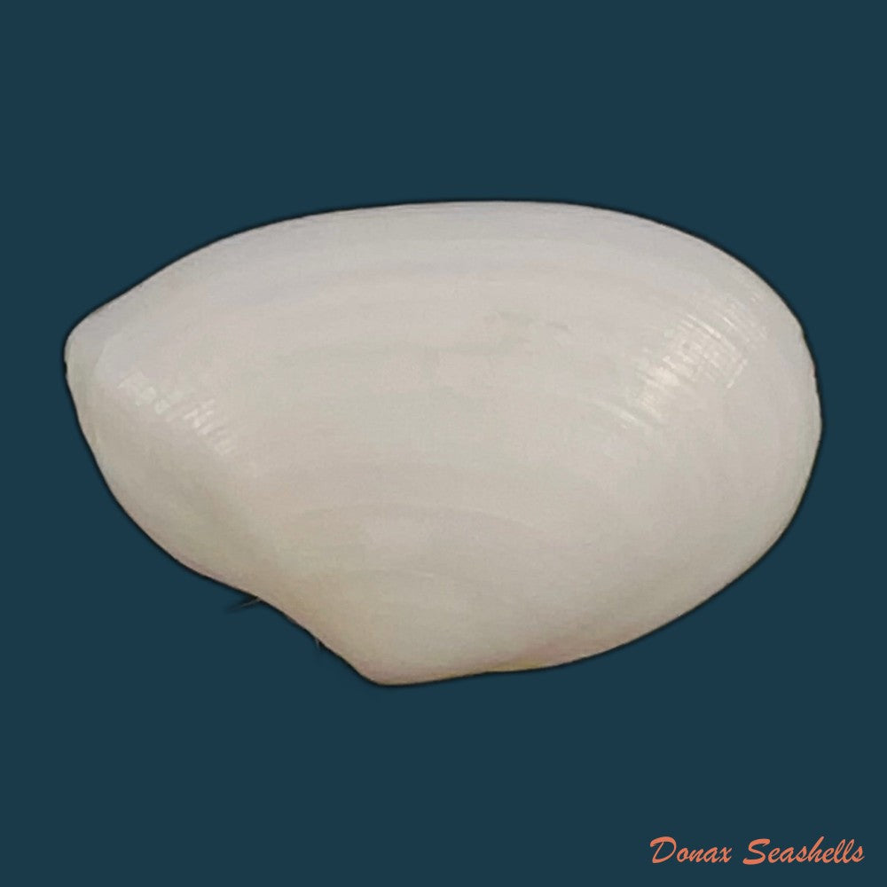 eurytellina-lineata-w-turton-1819-26-2mm-copia
