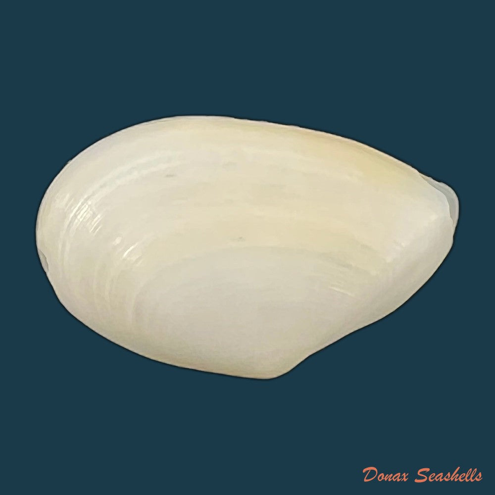 eurytellina-lineata-w-turton-1819-26-3mm-copia