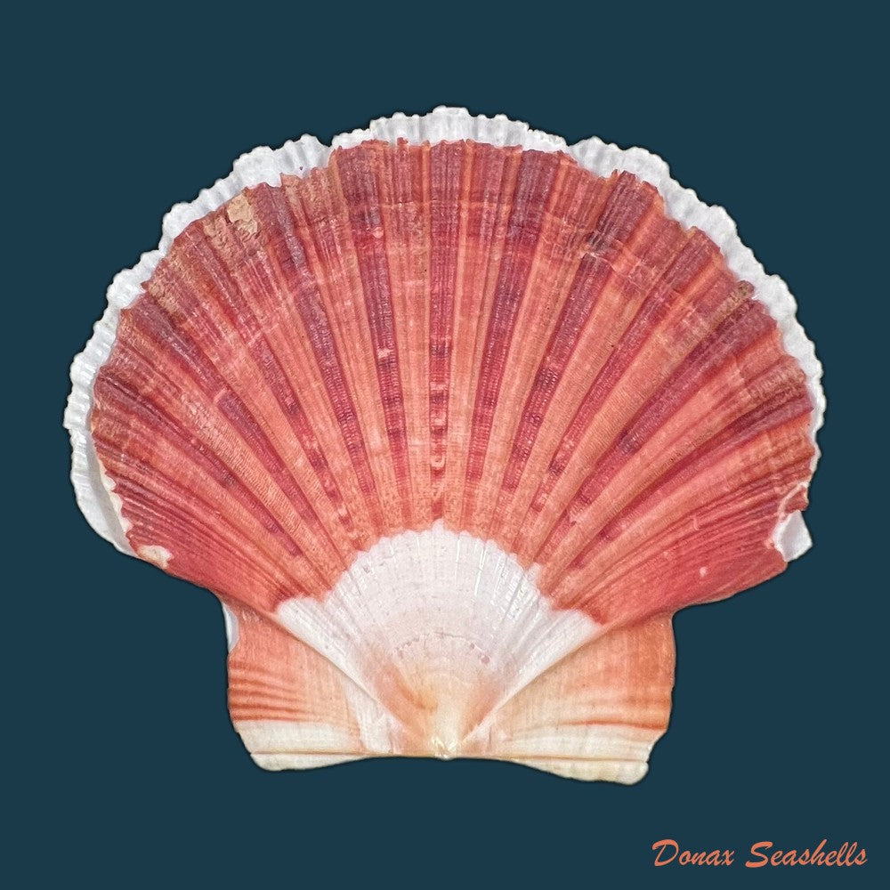 euvola-ziczac-linnaeus-1758-69-2mm-copia
