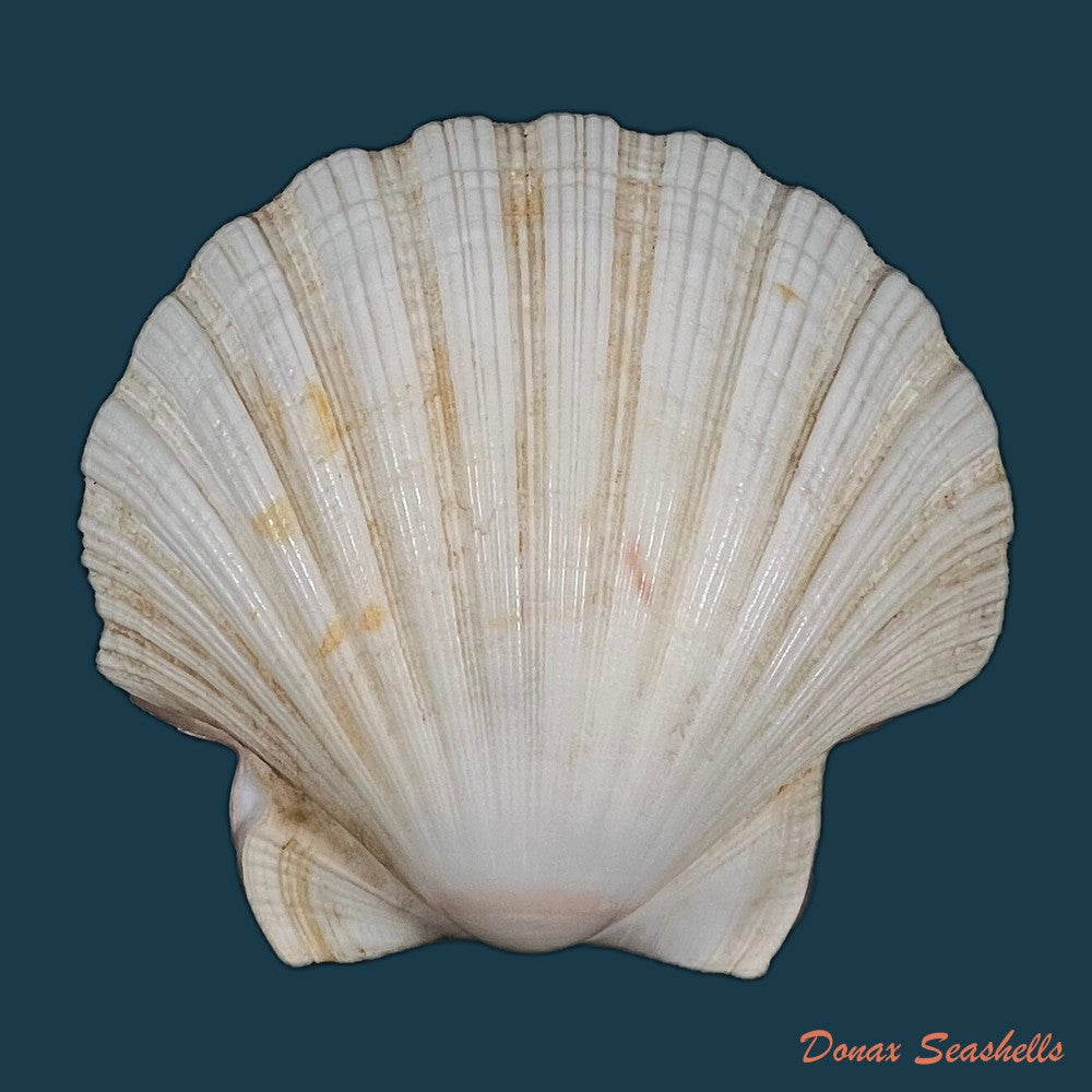 euvola-ziczac-linnaeus-1758-69-2mm-copia