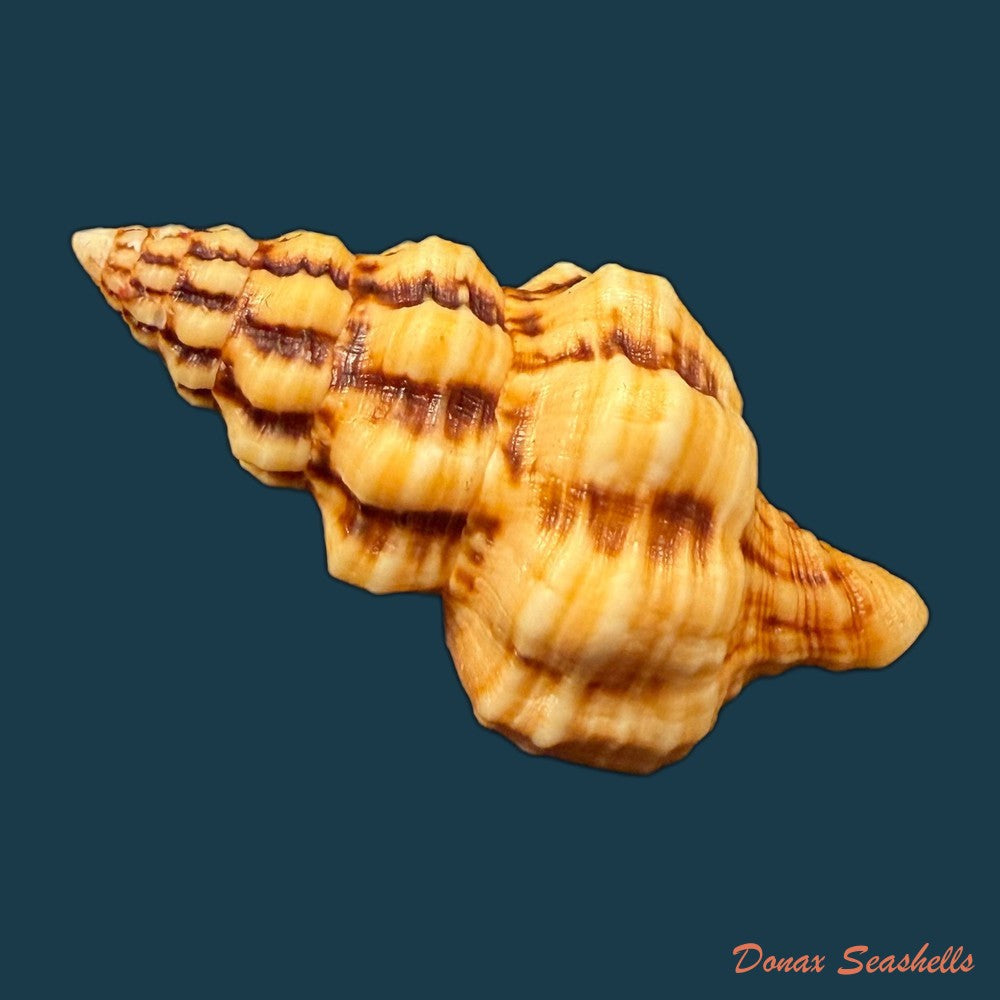 fasciolaria-tulipa-linnaeus-1758-137-6mm-copia