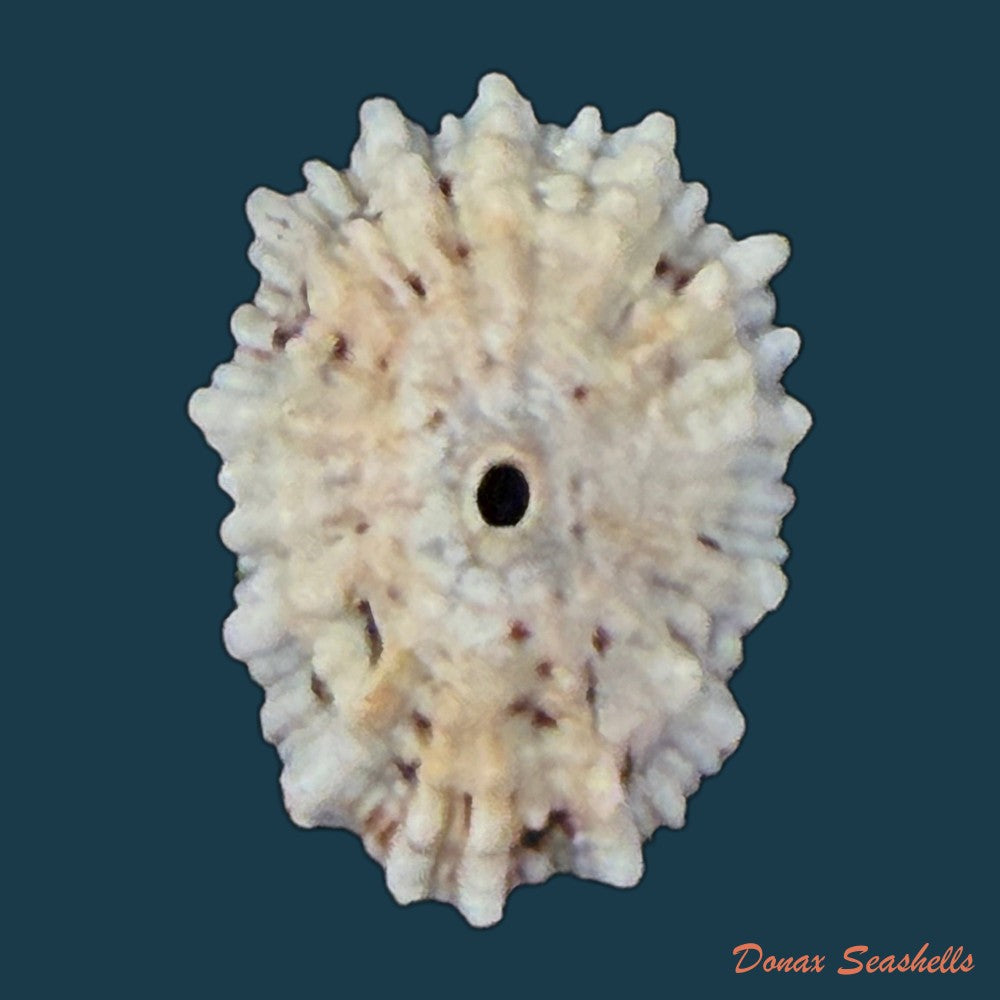 fissurella-angusta-gmelin-1791-20-5mm-copia