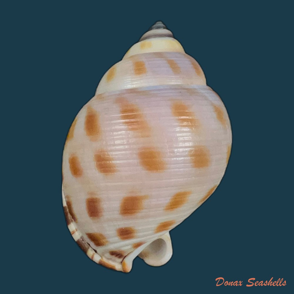 galeodea-leucodoma-dall-1907-53-5mm-copia