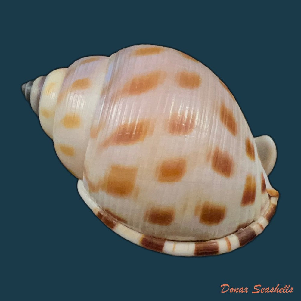galeodea-leucodoma-dall-1907-53-5mm-copia