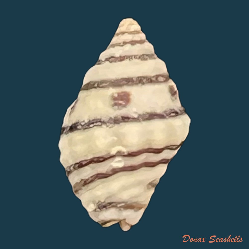 gemophos-viverratoides-dorbigny-1840-37-2mm-copia