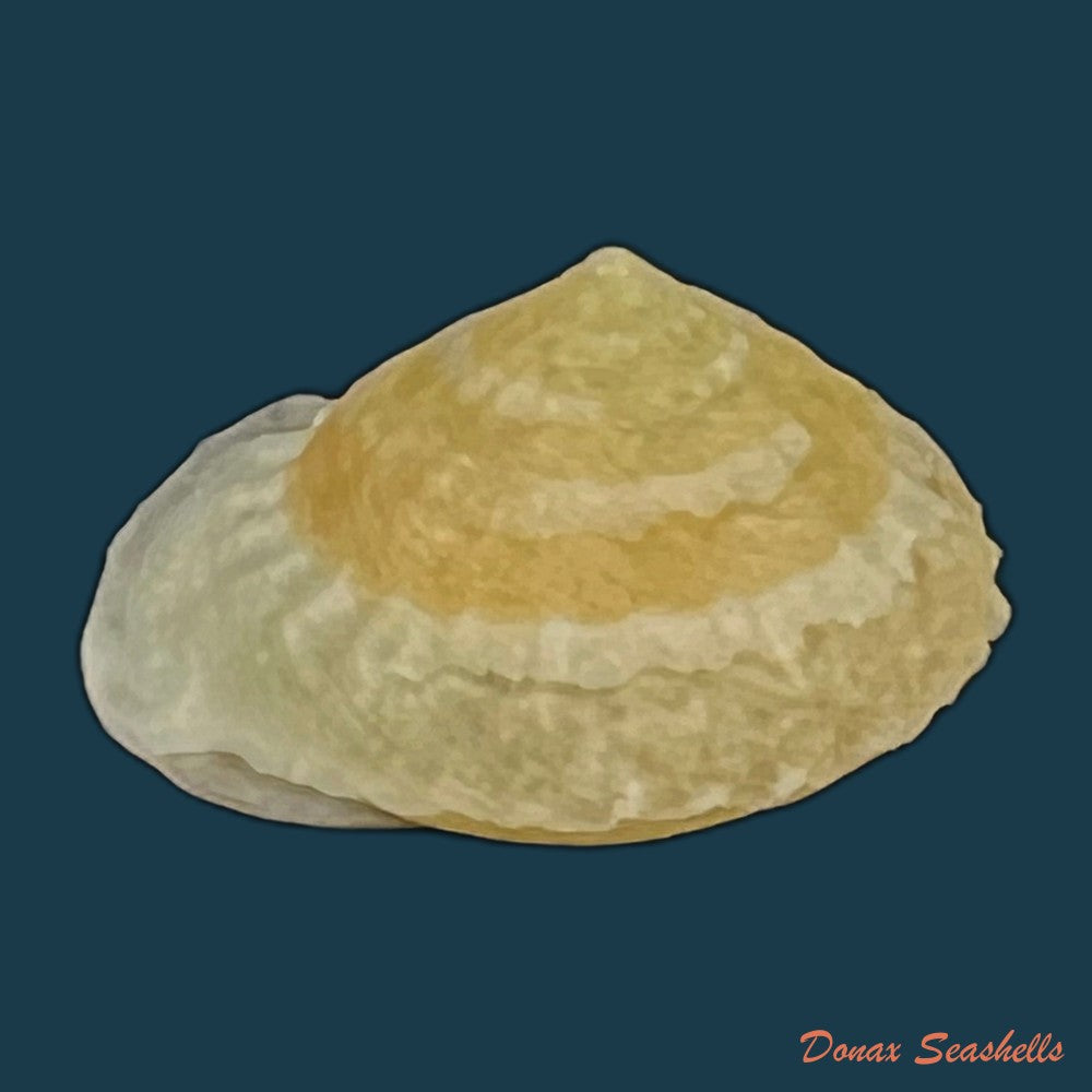 geotrochatella-jourdyi-dautzenberg-1895-copia