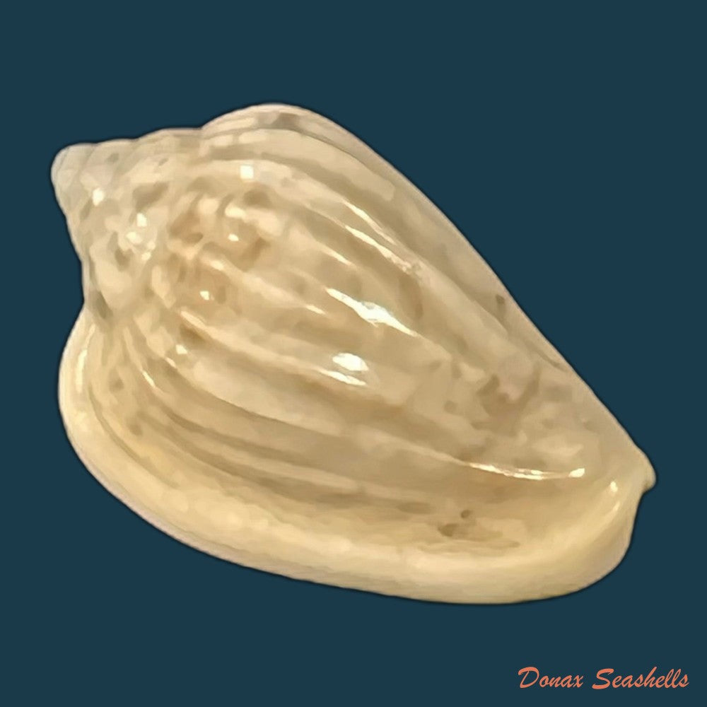 glabella-mozambicana-boyer-2014-20mm-copia