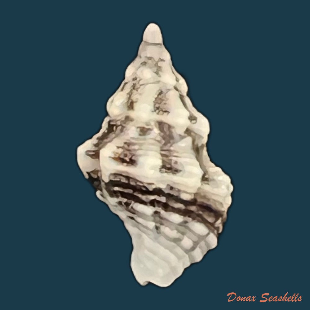goniofusus-brasiliensis-grabau-1904-60-1mm-copia