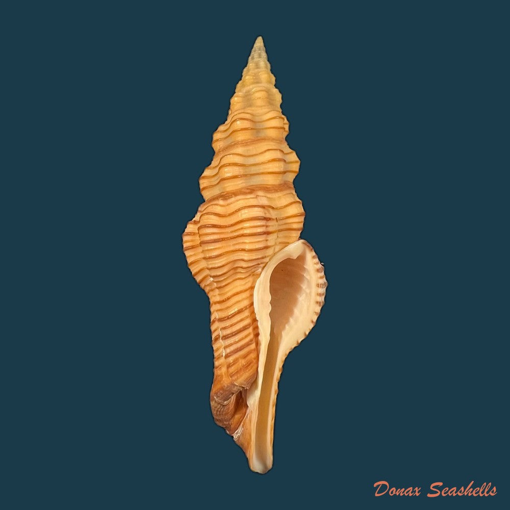 goniofusus-brasiliensis-grabau-1904-copia