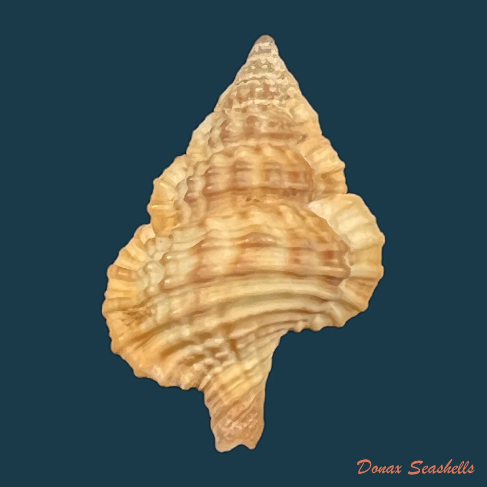 gyrineum-bituberculare-lamarck-1816-29mm-copia