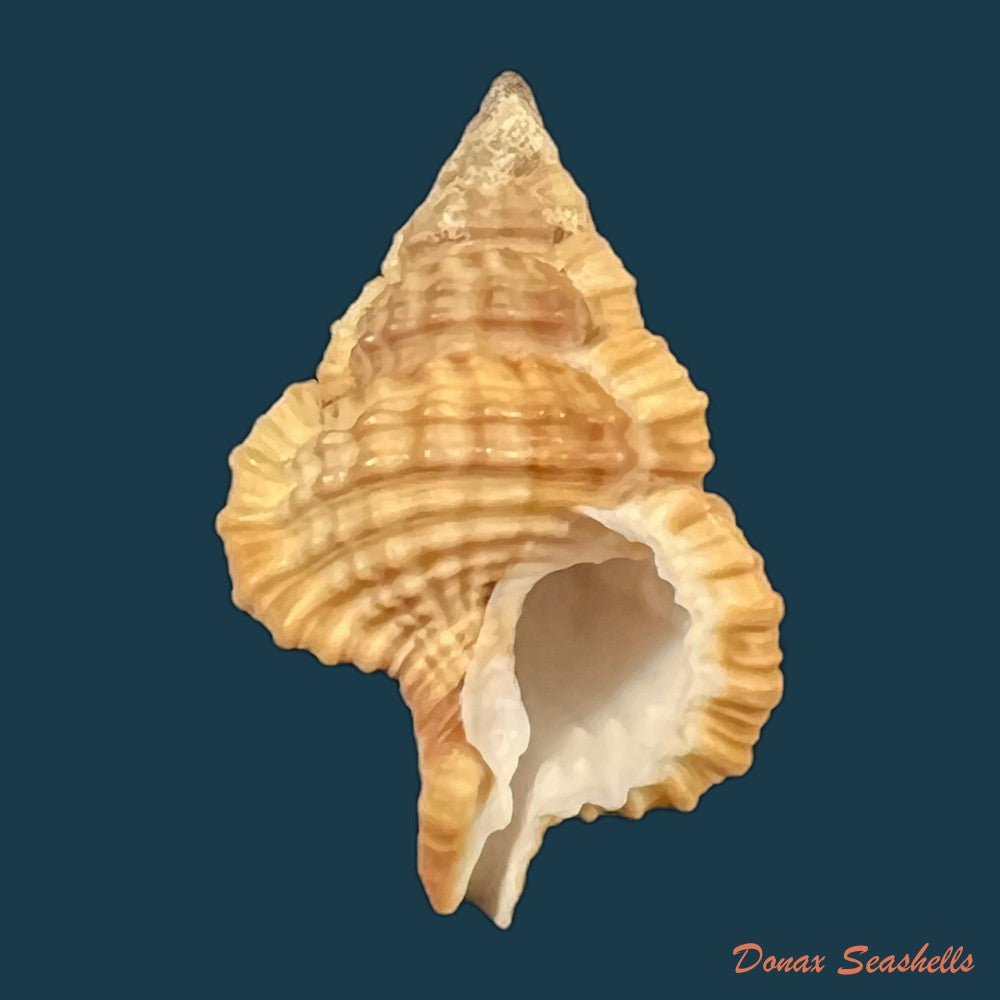 gyrineum-bituberculare-lamarck-1816-29mm-copia