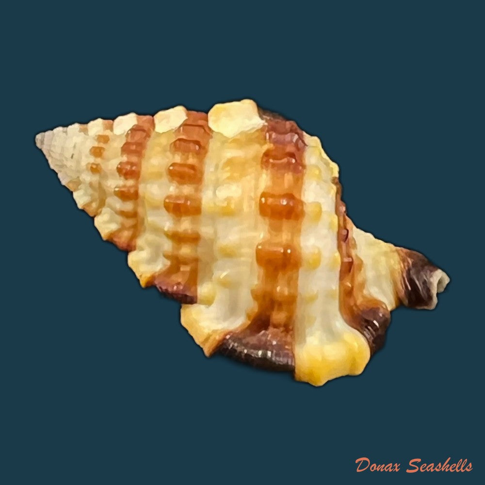 gyrineum-gyrinum-linnaeus-1758-29-4mm-copia