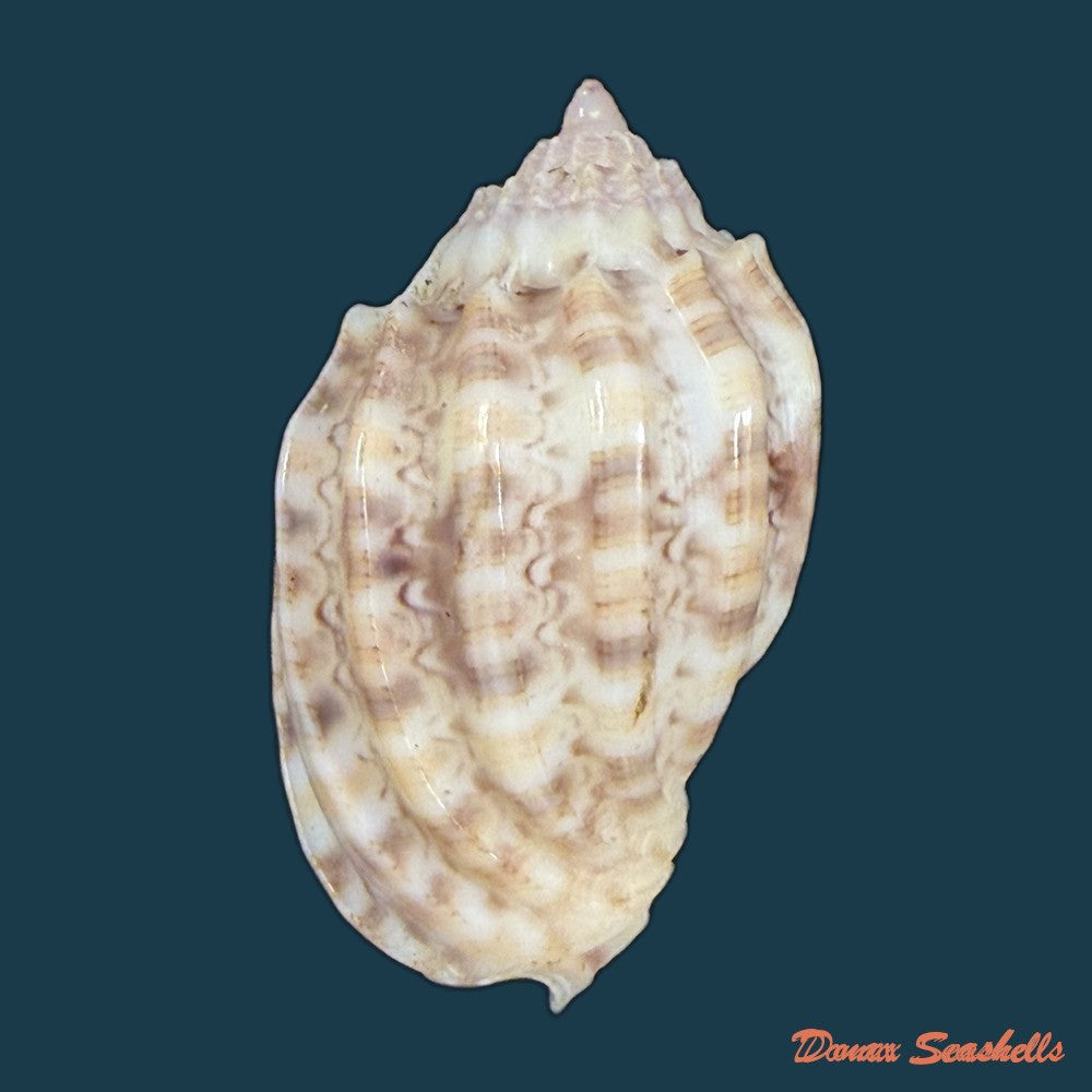 harpa-amouretta-crassa-morch-1852-34-1mm-copia