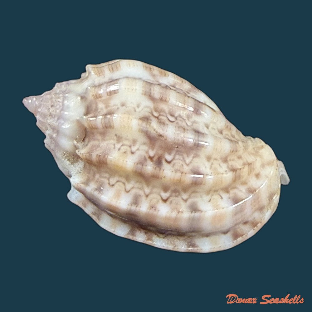harpa-amouretta-crassa-morch-1852-34-1mm-copia