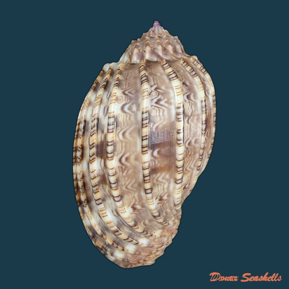 harpa-harpa-linnaeus-1758-64-4mm-copia
