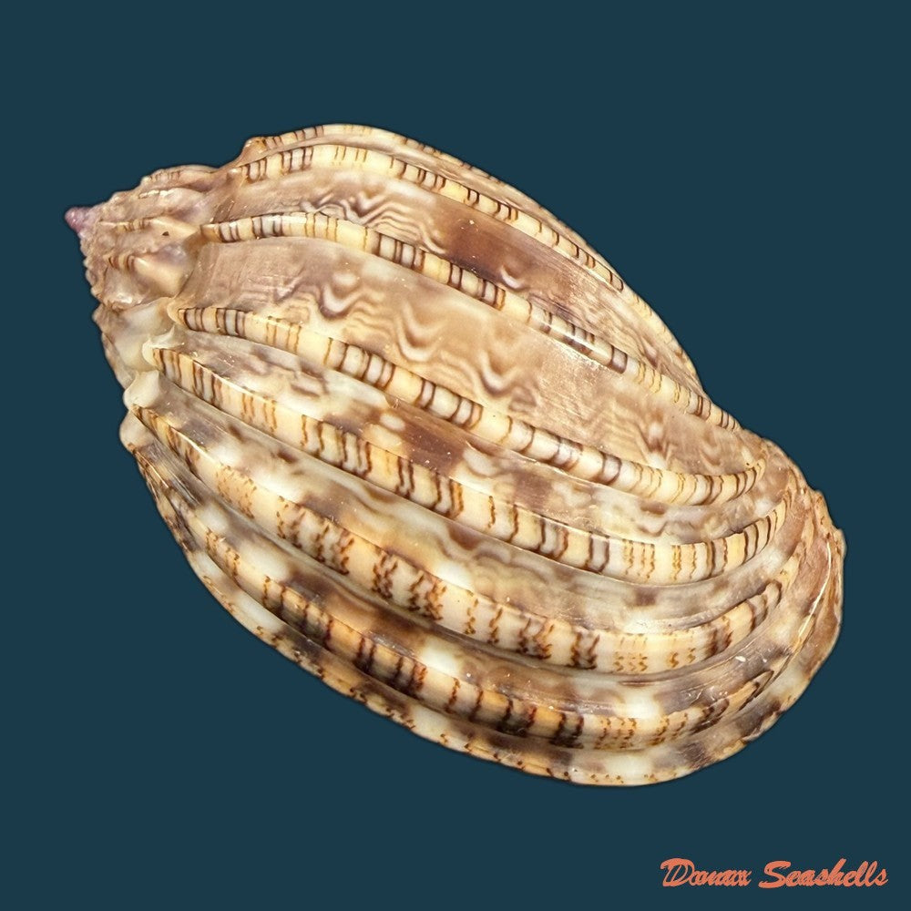 harpa-harpa-linnaeus-1758-64-4mm-copia