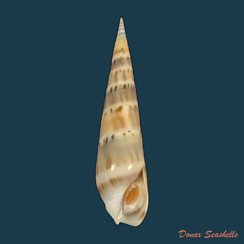 hastula-nimbosa-hinds-1844-39-9mm-copia
