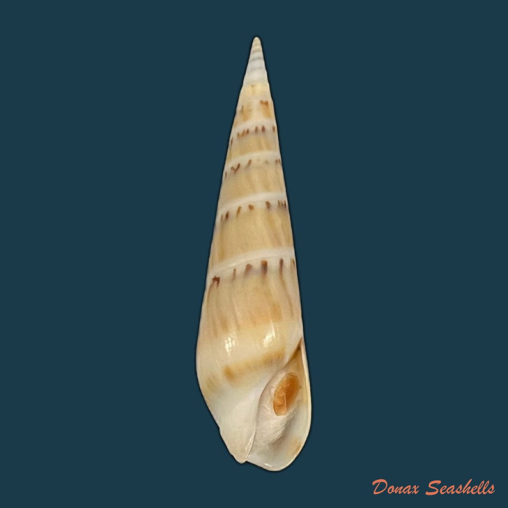 hastula-nimbosa-hinds-1844-39mm-copia-copia