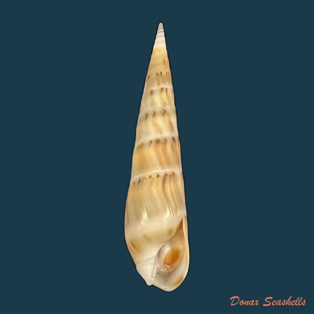 hastula-nimbosa-hinds-1844-39mm-copia